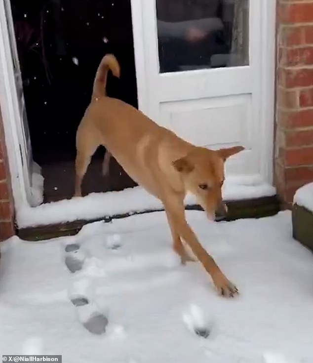 Adorable moment Thai rescue dog who was locked up all his life sees snow for the first time at his new home in England