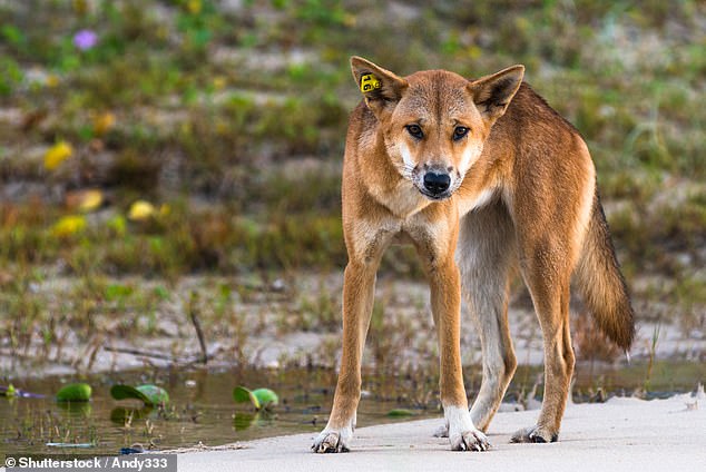 Woman is bitten by a dingo on K’gari island